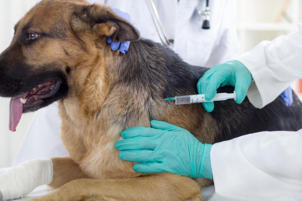 Low Cost Dog Vaccinations