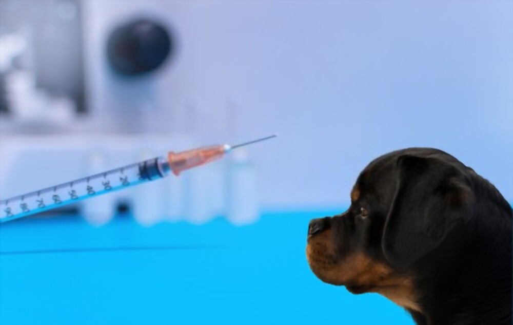 Free Puppy Shots San Antonio / Welcome To Mobile Petcare Clinics Of