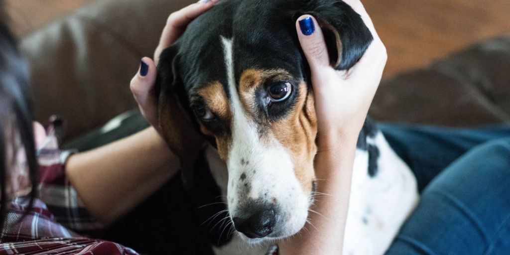 Tips To Keep The Pet Safe This Fall