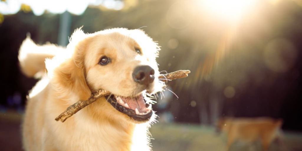 Nutritional Pet Counseling