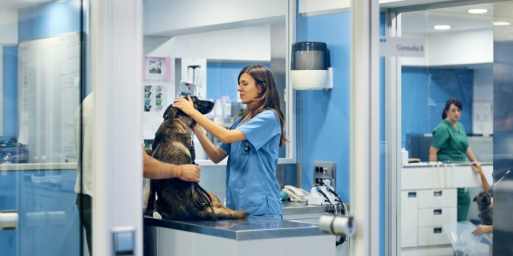Debunking Common Spaying and Neutering Myths for Pet Owners