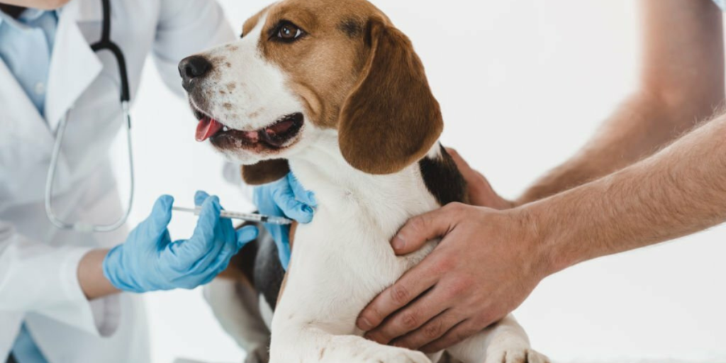 Essential Tips for Pet Owners in Preventing Common Animal Diseases