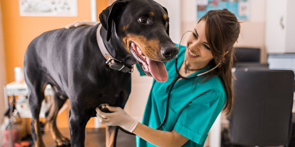 Dog Spay Neuter