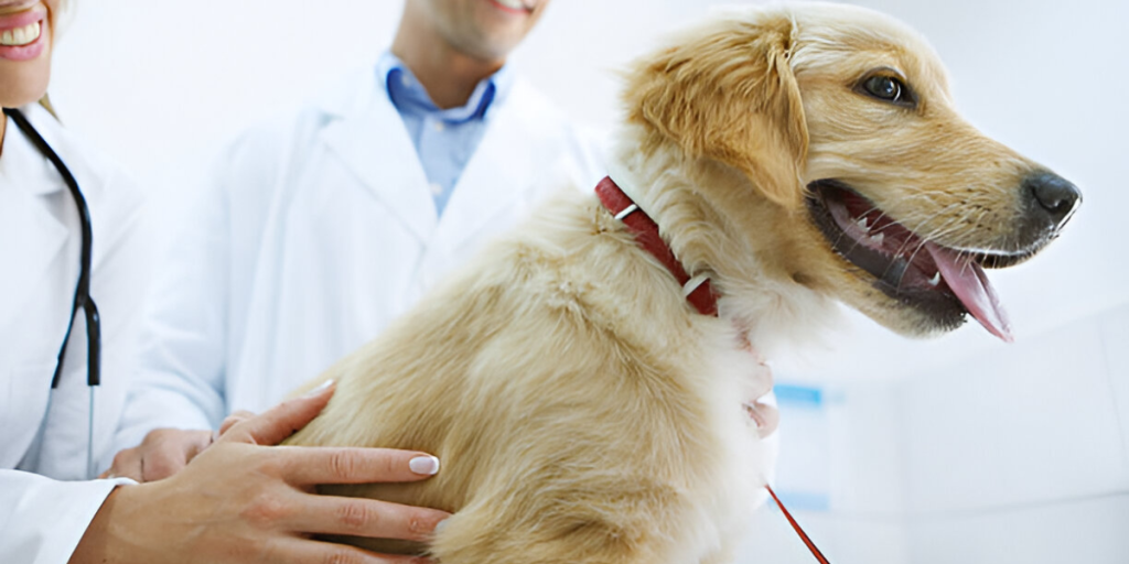Dog Spay and Neuter