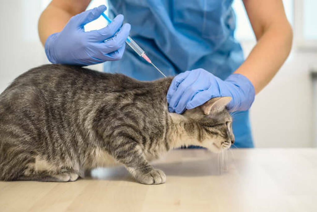 Cat Vaccination Centers