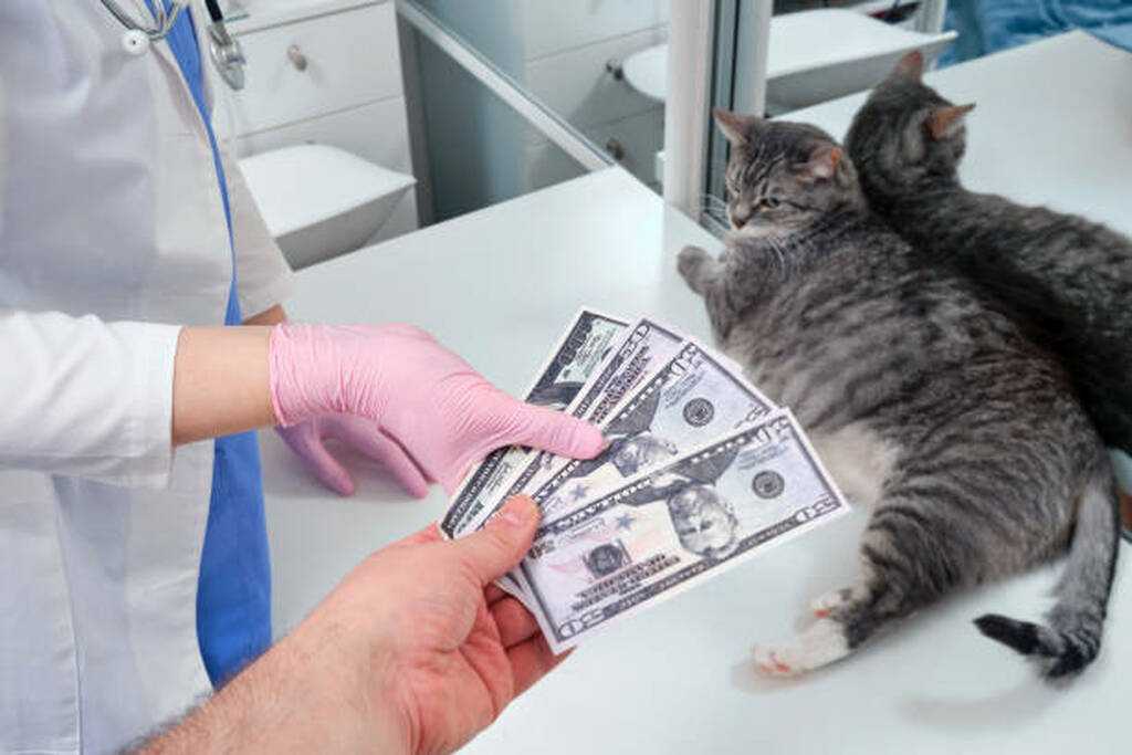 Low Cost Pet Animal Clinics