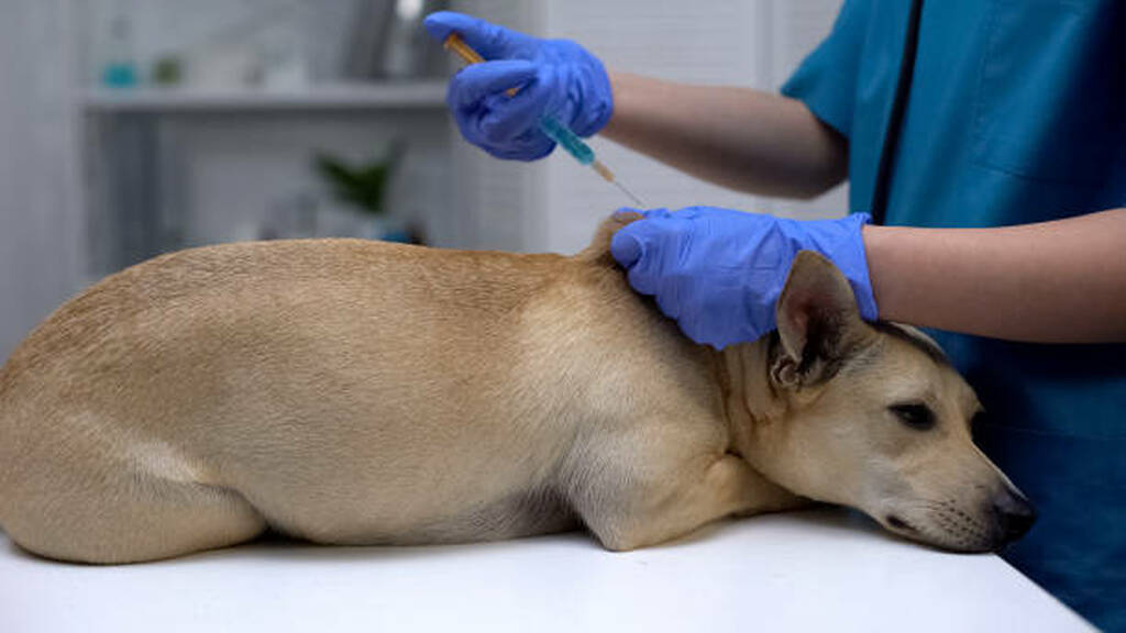 Rabies Vaccine