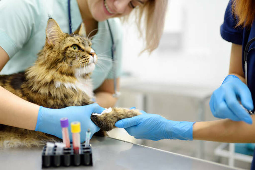 Veterinary Clinics