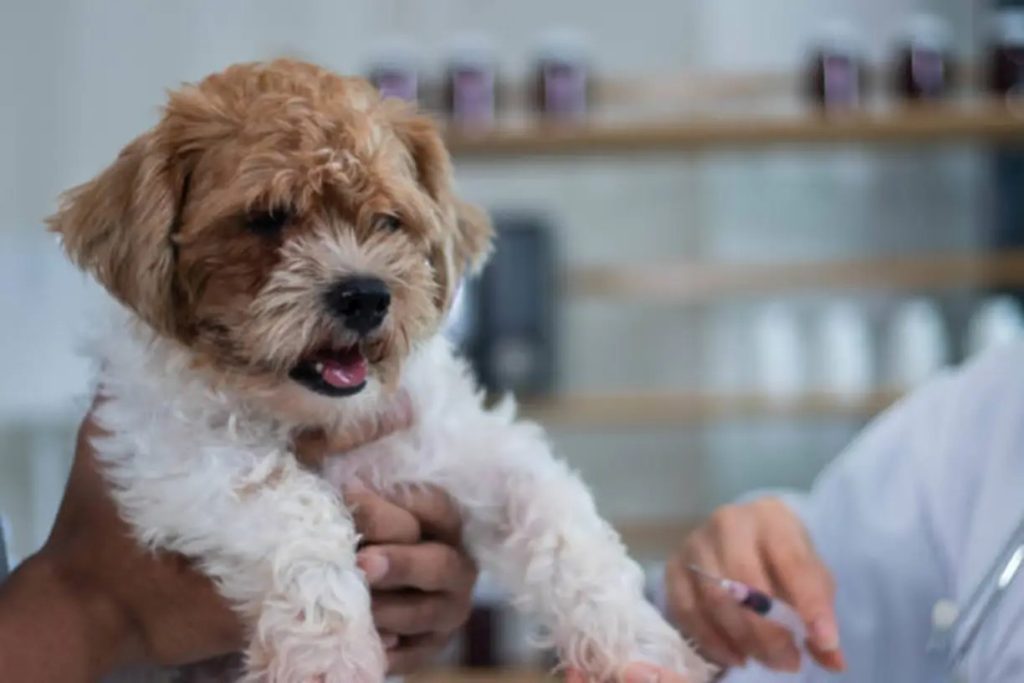Puppy-Vaccine-Schedule_-Essential-Shots-Every-New-Pet-Owner-Should-Know