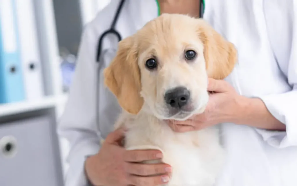 How-Often-Should-Dogs-Have-Their-Teeth-Professionally-Cleaned_