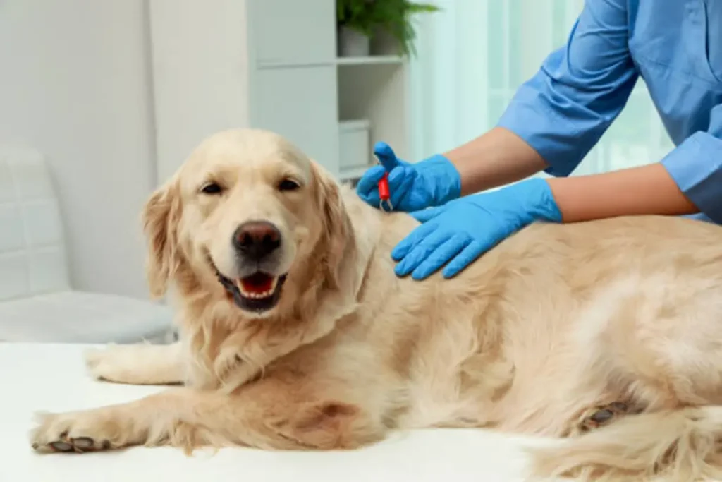 Why-Flea-and-Tick-Prevention-Is-Important-in-San-Antonio_