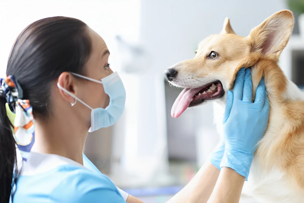 Beyond-Bad-Breath_-The-Serious-Health-Risks-of-Untreated-Pet-Dental-Disease