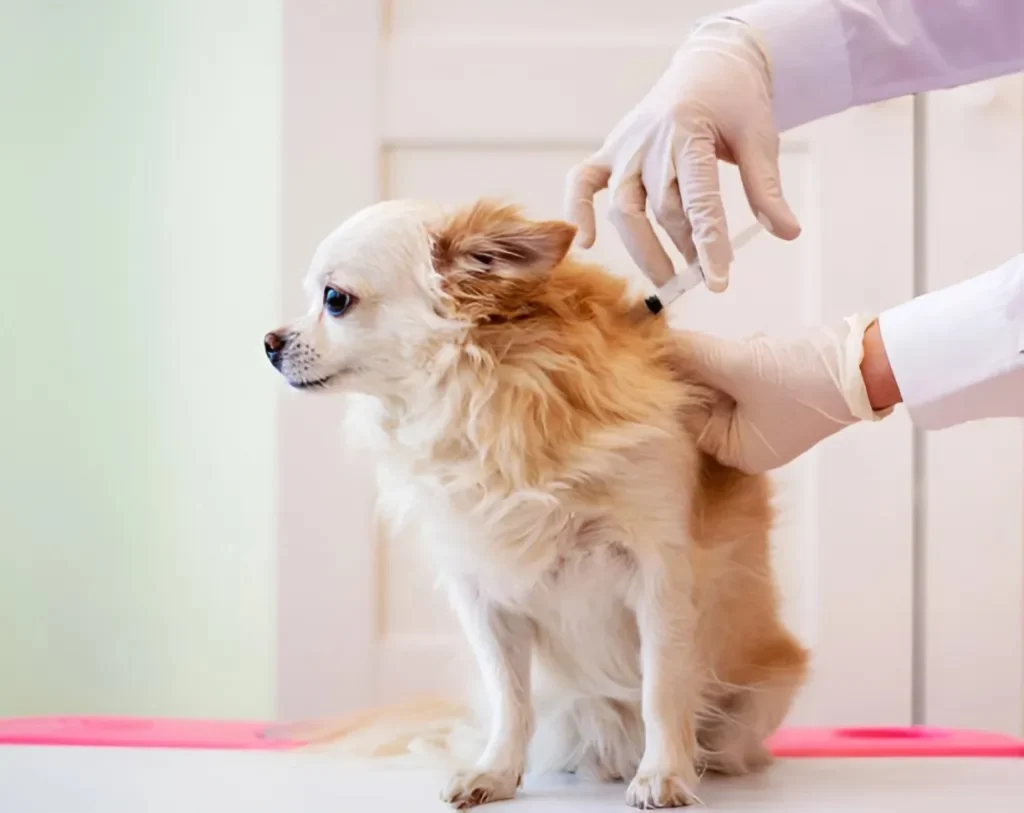 What-Dog-Vaccines-Are-Absolutely-Necessary