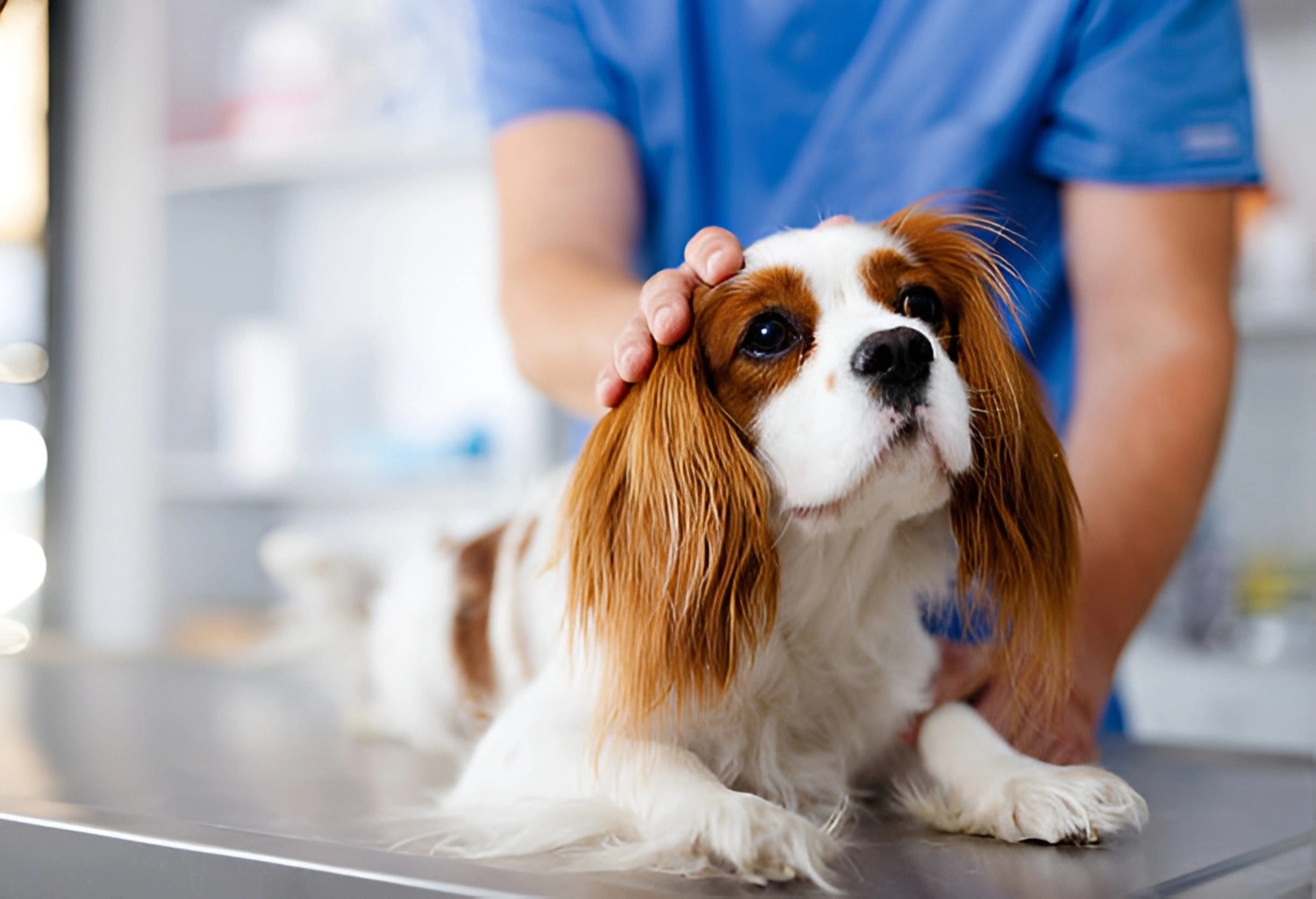 Avail-Pets-Services-at-Cheaper-Rates-
