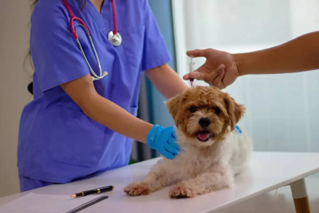 Different benefits of pets vaccination at wellness clinic San Antonio TX are as follows