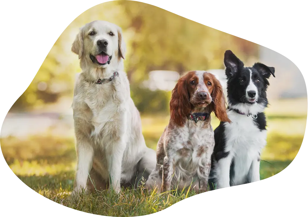 Schedule spay